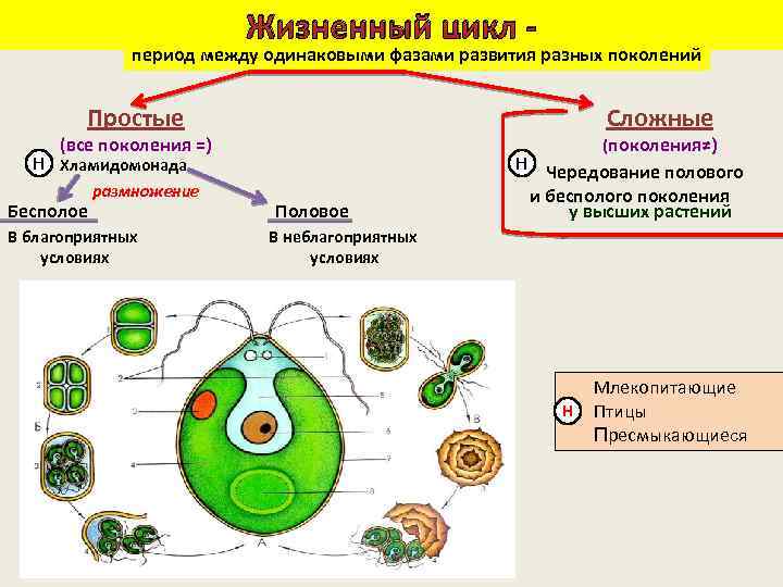 Жизненный цикл - период между одинаковыми фазами развития разных поколений Простые Сложные (все поколения