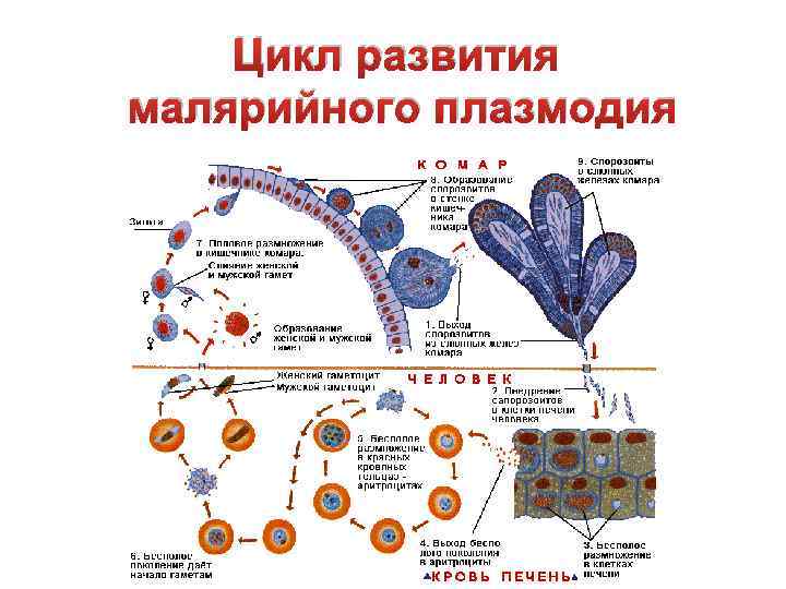 Цикл развития малярийного плазмодия 