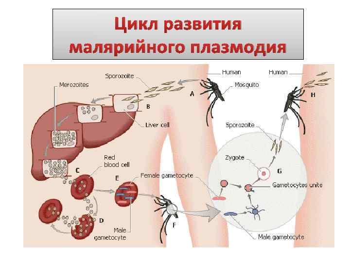 Цикл развития малярийного плазмодия 