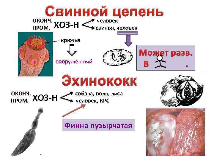 Свинной цепень ОКОНЧ. ПРОМ. ХОЗ-Н человек свинья, человек крючья вооруженный Может разв. В. Эхинококк