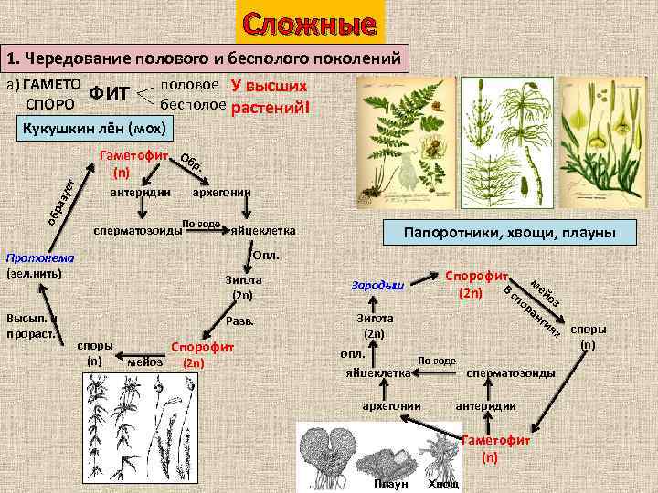 Поколения жизненных циклов растений. Кукушкин лен чередование поколений. Чередование полового и бесполого поколений. Чередование полового и бесполого размножения. Чередование полового и бесполого поколений у мхов.