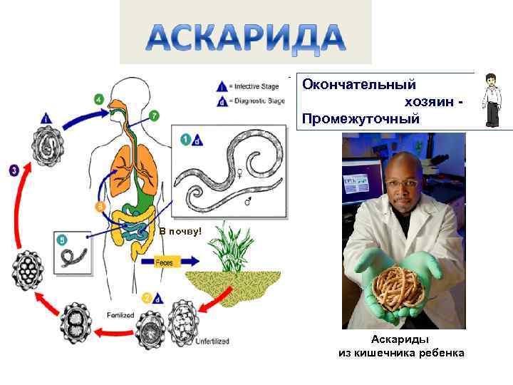 Окончательный хозяин Промежуточный В почву! !! ву ч ! по В Аскариды из кишечника