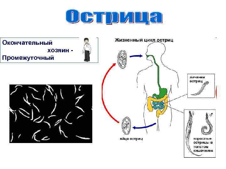 Окончательный хозяин Промежуточный 