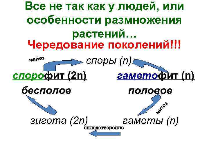 Все не так как у людей, или особенности размножения растений… Чередование поколений!!! cпоры (n)