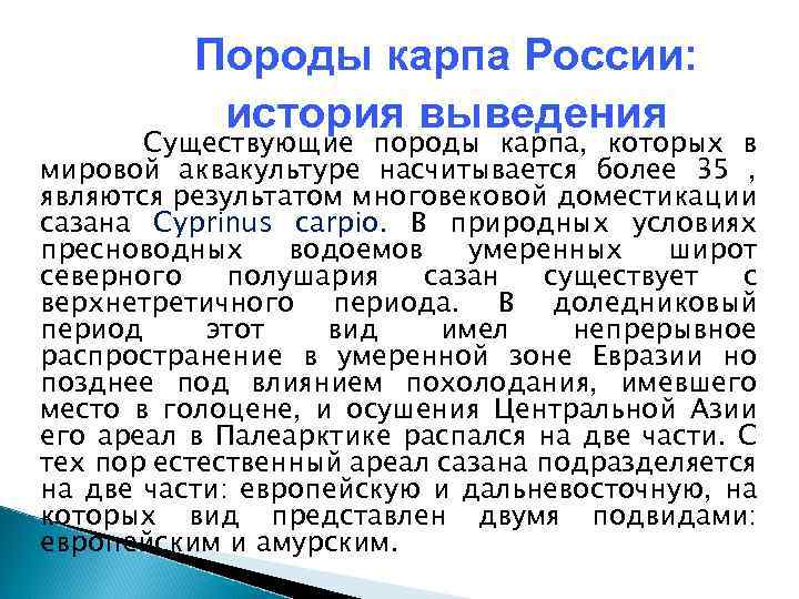 Породы карпа России: история выведения Существующие породы карпа, которых в мировой аквакультуре насчитывается более