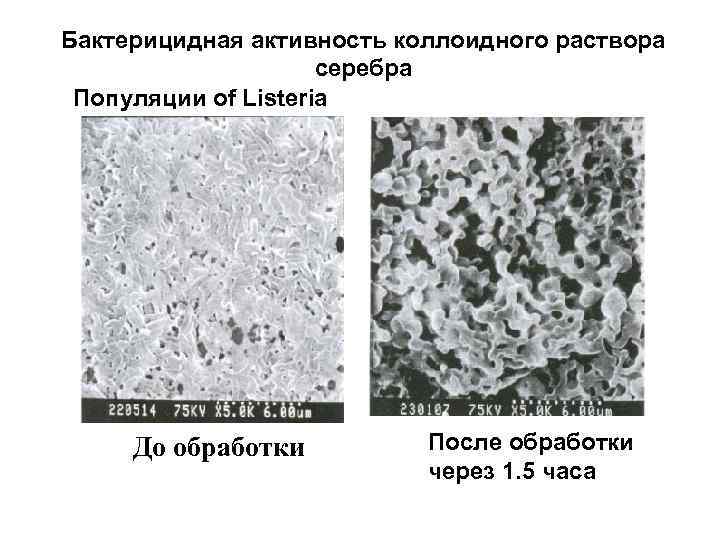 Бактерицидная активность коллоидного раствора серебра Популяции of Listeria До обработки После обработки через 1.