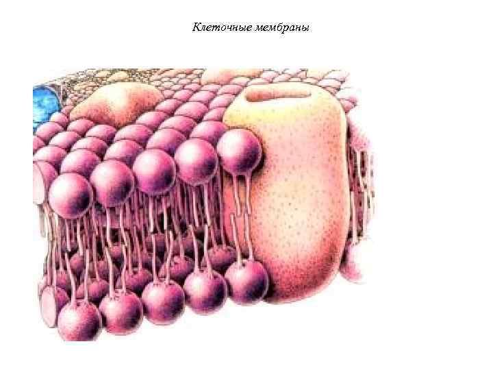 Клеточные мембраны 