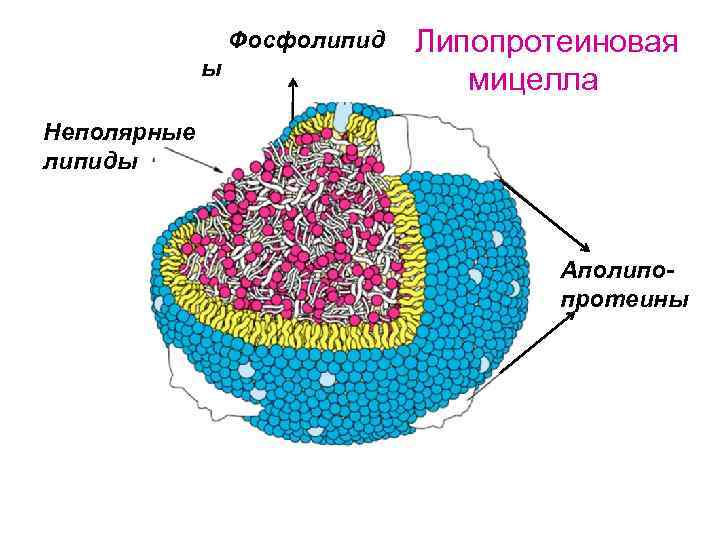 Фосфолипид ы Липопротеиновая мицелла Неполярные липиды Аполипопротеины 