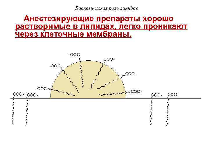 Биологическая роль липидов Анестезирующие препараты хорошо растворимые в липидах, легко проникают через клеточные мембраны.