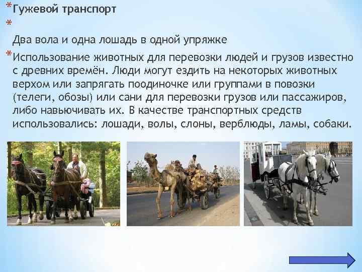 *Гужевой транспорт * Два вола и одна лошадь в одной упряжке *Использование животных для