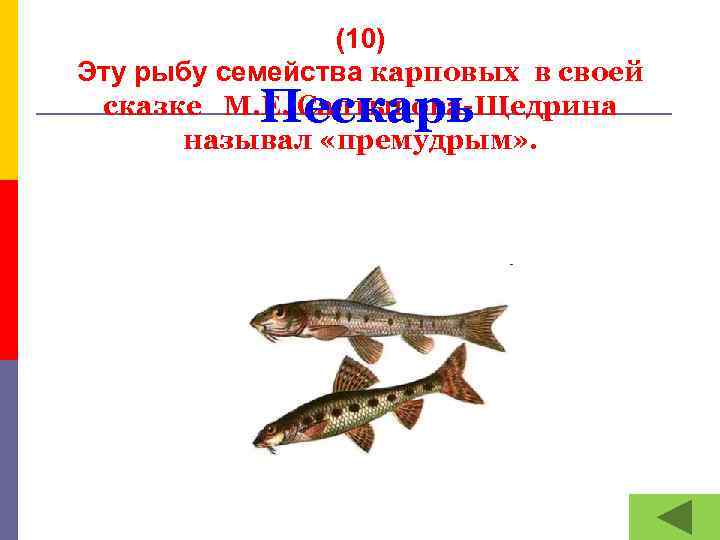 (10) Эту рыбу семейства карповых в своей сказке М. Е. Салтыкова-Щедрина называл «премудрым» .