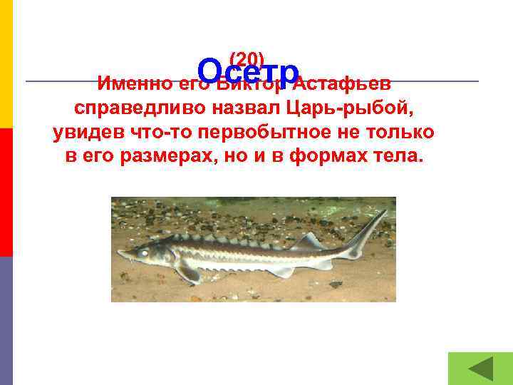  (20) Именно его Виктор Астафьев справедливо назвал Царь-рыбой, увидев что-то первобытное не только