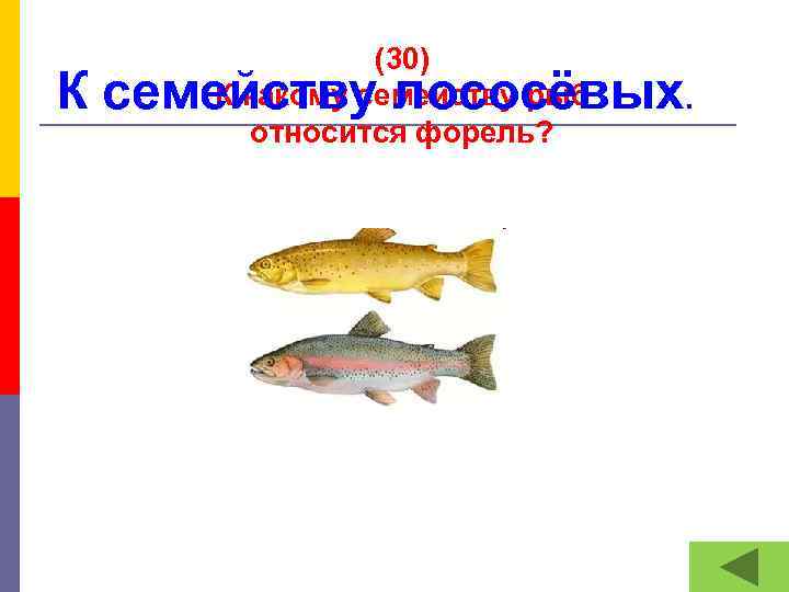 (30) К какому семейству рыб относится форель? К семейству лососёвых. 