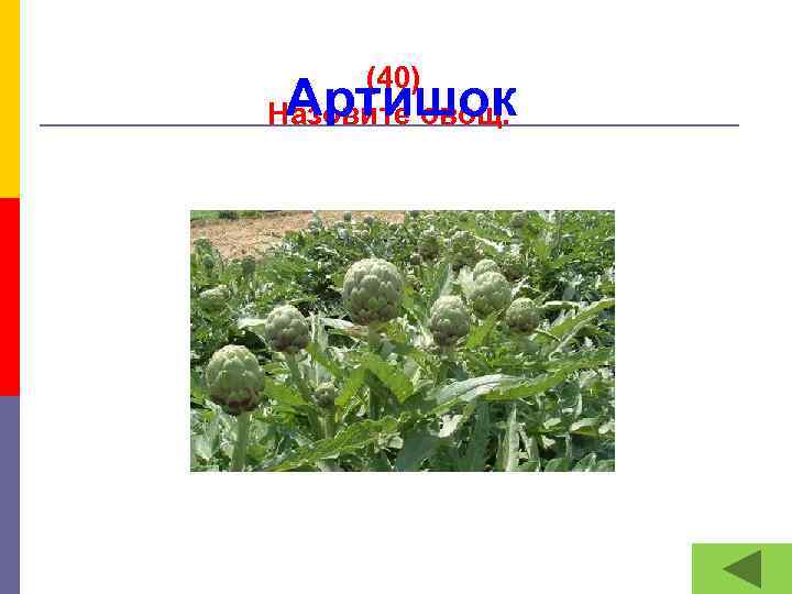  (40) Назовите овощ. Артишок 