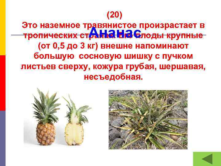  (20) Это наземное травянистое произрастает в тропических странах. Его плоды крупные (от 0,