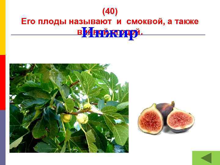 (40) Его плоды называют и смоквой, а также винной ягодой. Инжир 