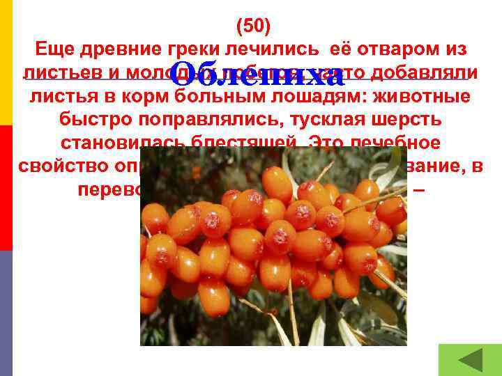  (50) Еще древние греки лечились её отваром из листьев и молодых побегов, часто