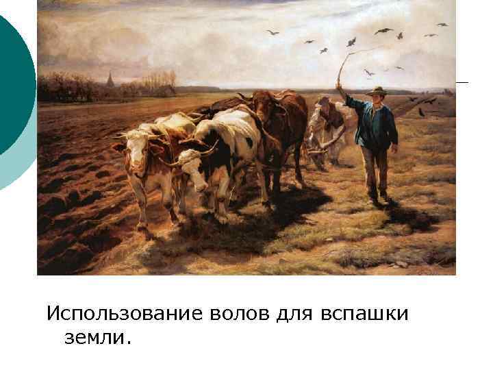 Ваши волы. Использование вола. Примеры волы. 7 Волов. Какую пользу приносит вол пашет землю.