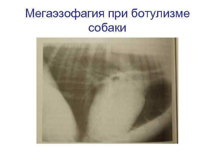 Мегаэзофагия при ботулизме собаки 