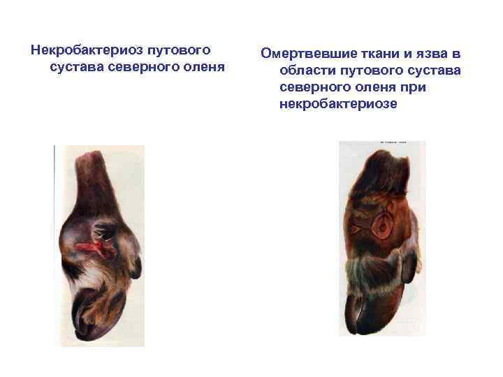 Некробактериоз путового сустава северного оленя Омертвевшие ткани и язва в области путового сустава северного