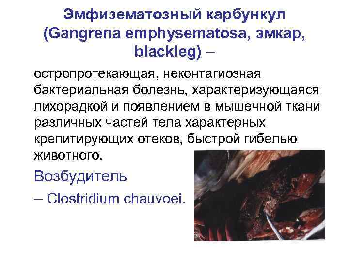 Эмфизематозный карбункул (Gangrena emphysematosa, эмкар, blackleg) – остропротекающая, неконтагиозная бактериальная болезнь, характеризующаяся лихорадкой и