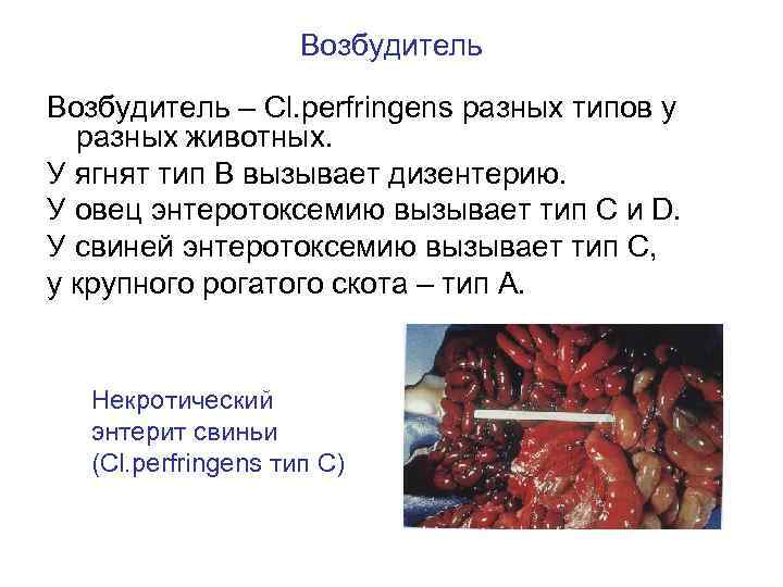 Возбудитель – Cl. perfringens разных типов у разных животных. У ягнят тип В вызывает