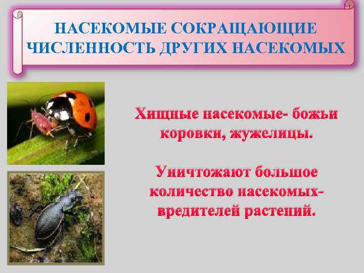 НАСЕКОМЫЕ СОКРАЩАЮЩИЕ ЧИСЛЕННОСТЬ ДРУГИХ НАСЕКОМЫХ Хищные насекомые- божьи коровки, жужелицы. Уничтожают большое количество насекомыхвредителей