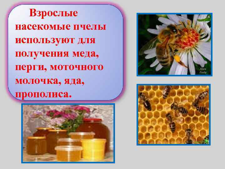 Взрослые насекомые пчелы используют для получения меда, перги, моточного молочка, яда, прополиса. 
