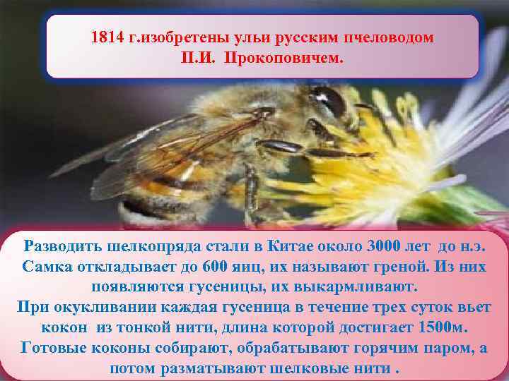 1814 г. изобретены ульи русским пчеловодом П. И. Прокоповичем. Разводить шелкопряда стали в Китае
