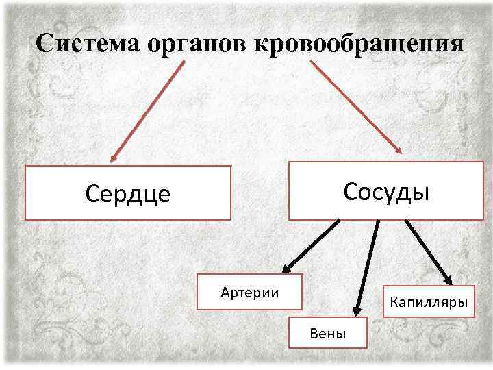 Система органов кровообращения Сосуды Сердце Артерии Капилляры Вены 