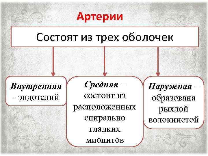 Артерии Состоят из трех оболочек Внутренняя - эндотелий Средняя – состоит из расположенных спирально