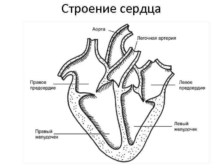 Строение сердца 