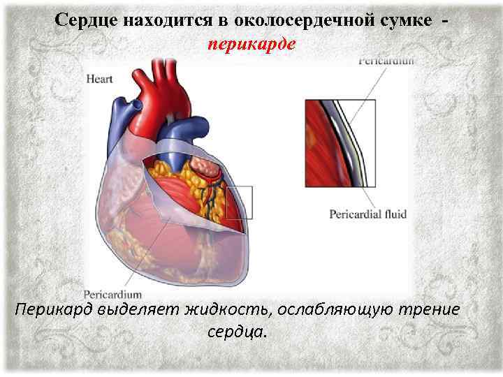 Сердце находится в околосердечной сумке перикарде Перикард выделяет жидкость, ослабляющую трение сердца. 