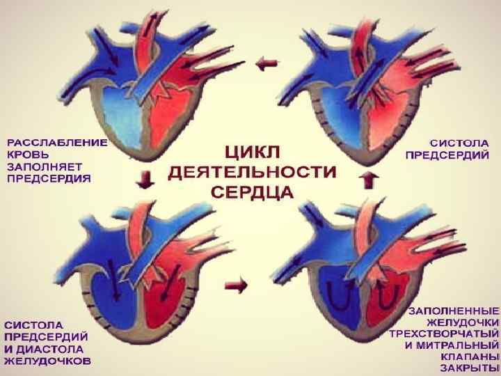 Систола левого предсердия. Систола предсердий систола желудочков и диастола. Сердечный цикл.фазы систолы диастолы желудочков. Сердечный цикл систола предсердий систола желудочков диастола. Систола и диастола схема.