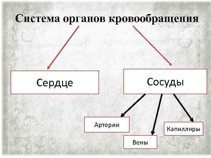 Система органов кровообращения Сосуды Сердце Артерии Капилляры Вены 