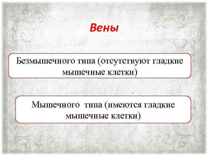 Вены Безмышечного типа (отсутствуют гладкие мышечные клетки) Мышечного типа (имеются гладкие мышечные клетки) 