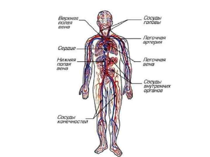 Сосудистая система картинка