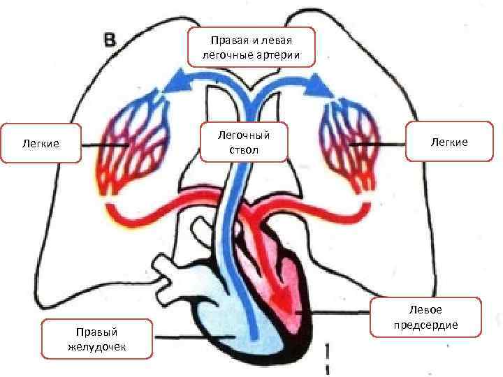 Легочная вена рисунок. Малый легочный круг кровообращения. Схема малого круга кровообращения (лёгочного). Легочный круг кровообращения схема. Сосуды малого легочного круга кровообращения.