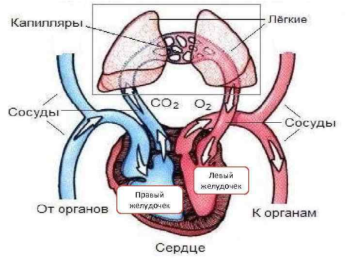 Правый желудочек Левый желудочек 