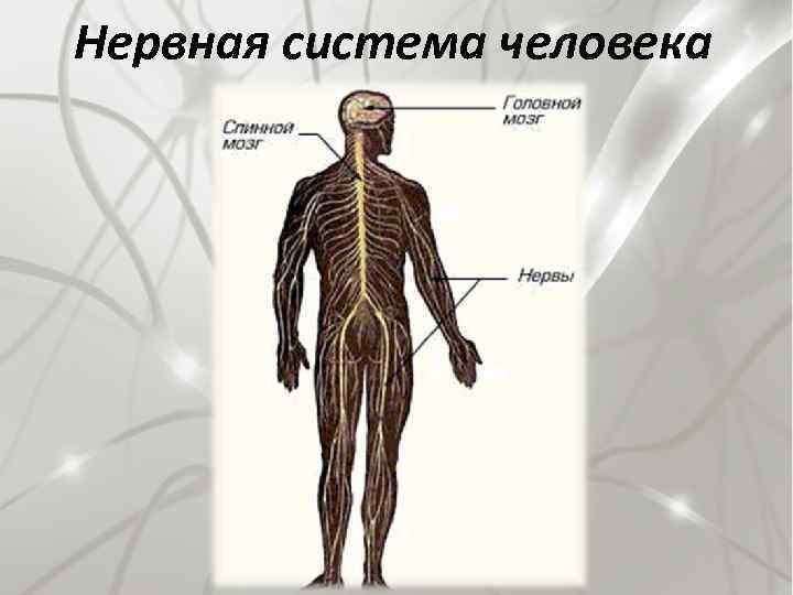 Нервная система человека 