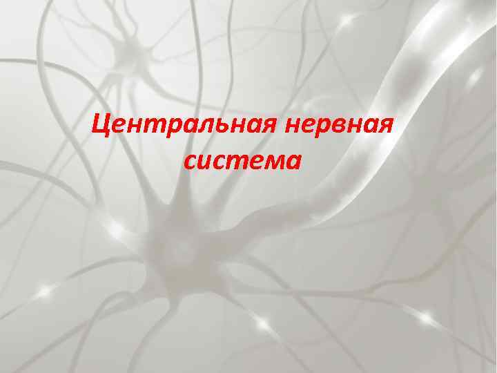 Центральная нервная система 