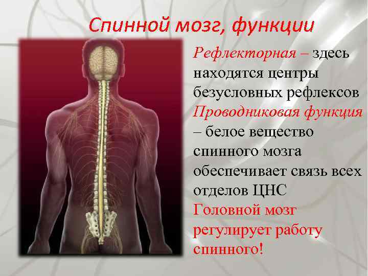 Спинной мозг, функции Рефлекторная – здесь находятся центры безусловных рефлексов Проводниковая функция – белое