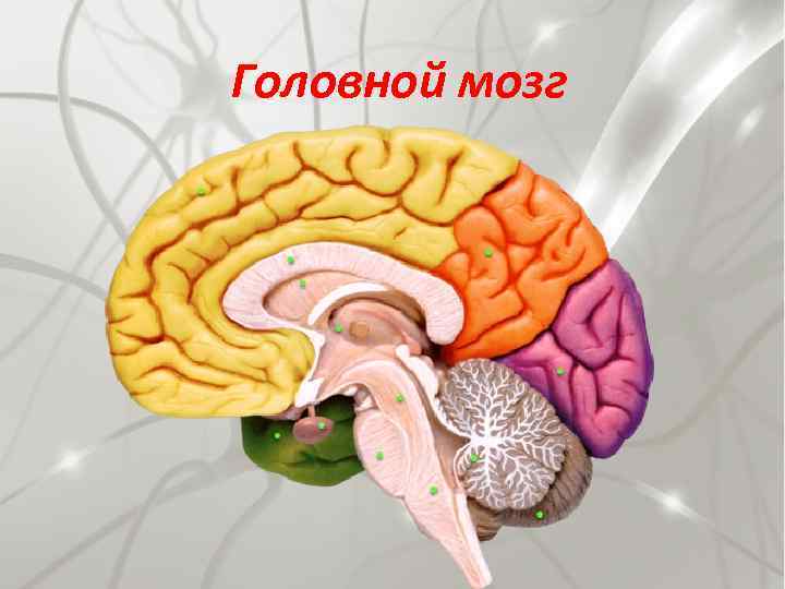 Головной мозг 