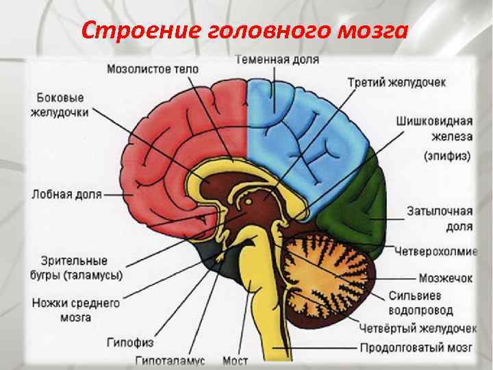 Строение головного мозга 