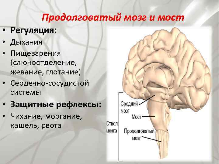 В продолговатом мозге находится нервный центр. Структуры продолговатого мозга. Продолговатый мозг и мост. Продолговатый мозг отделы и функции.
