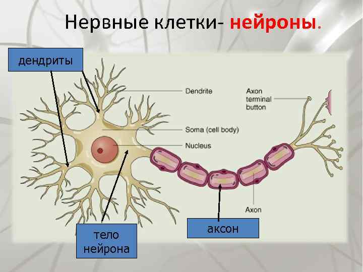 Нервные клетки- нейроны. дендриты тело нейрона аксон 