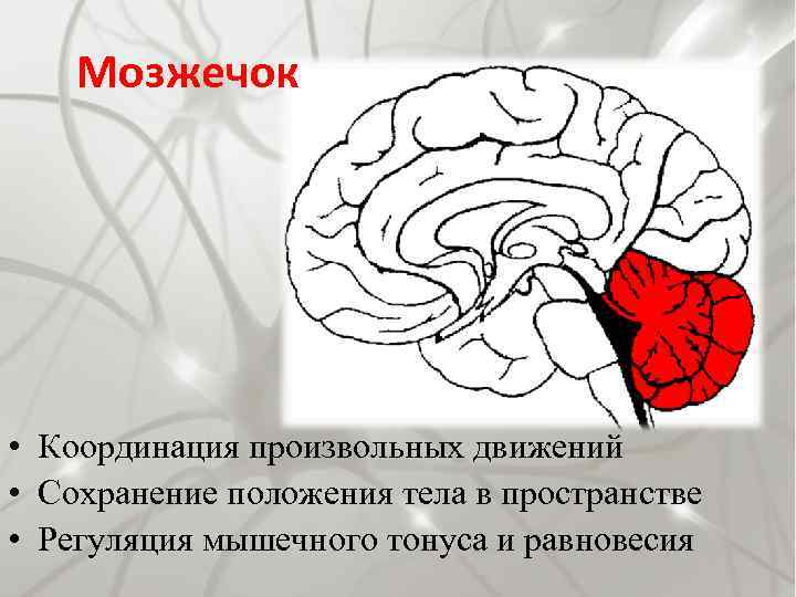 Мозжечок • Координация произвольных движений • Сохранение положения тела в пространстве • Регуляция мышечного
