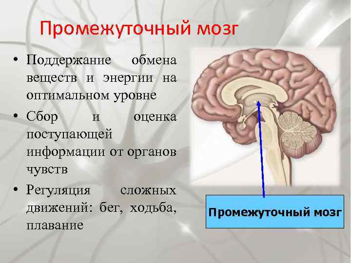 Промежуточный мозг • Поддержание обмена веществ и энергии на оптимальном уровне • Сбор и