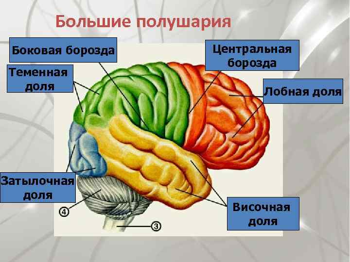Большие полушария Боковая борозда Теменная доля Затылочная доля Центральная борозда Лобная доля Височная доля