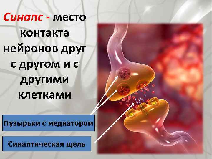 Синапс - место контакта нейронов друг с другом и с другими клетками Пузырьки с